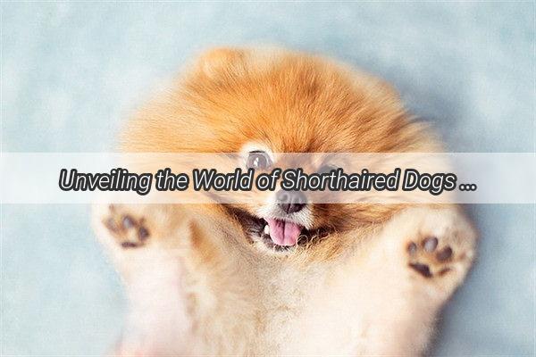 Unveiling the World of Shorthaired Dogs A Count That Will Amaze You